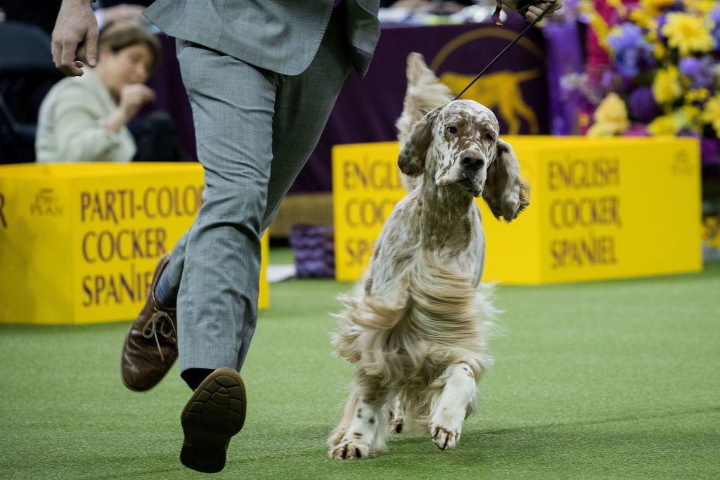 An English Setter competes in the sporting category <br>